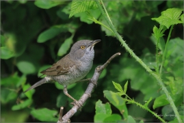 <p>PĚNICE VLAŠSKÁ (Sylvia nisoria) Dolní Podluží ---- /Berred warbler - Sperbergerasmücke/</p>